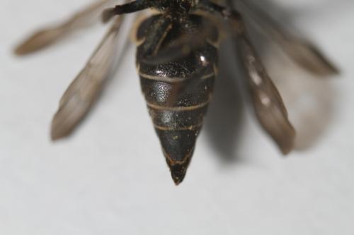 Réf. 233 767 : Coelioxys elongata